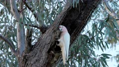 a major mitchell's cockatoo enters its nest hollow in an old gum tree at western queensland, australia
