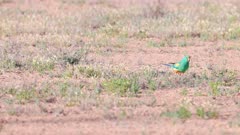 a high frame rate shot of a mulga parrot pair foraging on the ground at eulo in outback qld, australia