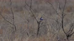 a slow motion wide shot of a male white-winged fairywren perching in a bush at lake bindegolly national park in outback queensland, aust