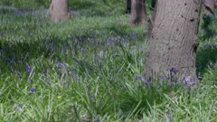 close view of wild purple hyacinth flowers growing in a woodland near schagen, netherlands