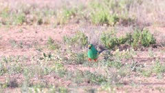 a high frame rate clip of a male mulga parrot feeding flower heads at eulo in outback qld, australia
