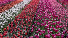 a wide shot of rows of flowering tulips at kuekenhof gardens near amsterdam, netherlands