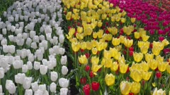 a close view of rows of yellow tulips and white tulips at kuekenhof gardens near amsterdam, netherlands