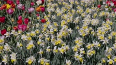 a tilt up shot of daffodils and tulips in a flowerbed at kuekenhof gardens near amsterdam, netherlands