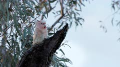 an early morning low angle clip of a major mitchell's cockatoo resting in a gum tree at western queensland, australia