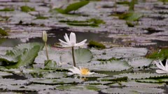 a wide shot of several white water lily flowers in a pond at singapore botanic gardens of singapore