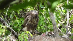 Eurasian Buzzard, a 45 days old chick preening in the nest