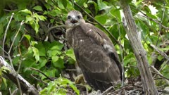 Eurasian Buzzard, a 45 days old chick in the nest calling the parents