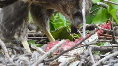 Eurasian buzzard, a 45 days old chick in the nest eating a rat