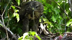 Eurasian buzzard, a 45 days old chick in the nest with problems to swallow the tail of a green lizard