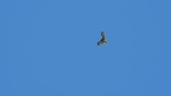 Short toed eagle hovering in &quot;holy spirit&quot; flight during hunting 