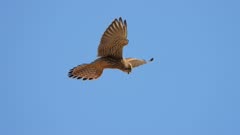 Eurasian kestrel hovering in the wind, holy spirit flight