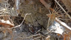 Mediterranean black widow. Whole natural hunting scene, no laboratory, the spider catches an ant