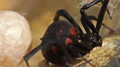 Mediterranean black widow with its eggs sac