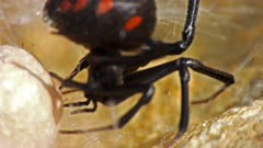 Mediterranean black widow, buliding the spiderweb in a hiding place under a rock, where fix its eggs sac