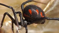Mediterranean black widow building its spiderweb in a hiding place under a rock, where fix its eggs sac