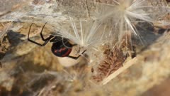 Mediterranean black widow building its spiderweb in a hiding place under a rock, where fix its eggs sac
