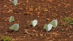 Cabbage White, a group drinking from a muddy shore
