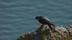 Peregrine falcon, a male plucking a prey on a volcanic roost, lake water on the background