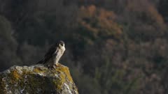 Peregrine falcon, an adult female on the rocky roost, preening