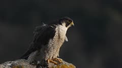 Peregrine falcon, an adult female exploring surrounding from the roost, a light wind moving its feathers