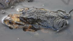 European toad, a pair laying eggs in a reproduction pool