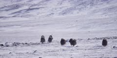 Small herd of Muskox in the frozen Greenland tundra