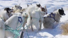 Dog Sledding In the Arctic tundra; Dogs waiting to mush as musher untangles lines