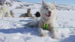 Dog Sledding In the Arctic tundra; Dog team resting in the snow