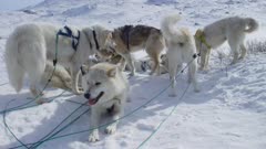 Dog Sledding In the Arctic tundra; Dog team resting in the snow