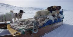 Dog Sledding In the Arctic tundra; Dog with injured foot riding on sled