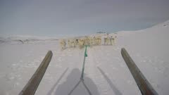 Dog Sledding In the Arctic tundra