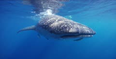Whale Shark swims past camera while feeding at the ocean surface; a snorkeler follows