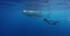 Snorkeler shoots video of a Whale Shark feeding at the ocean surface
