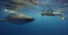 Snorkeler filming a Whale Shark feeding at the ocean surface