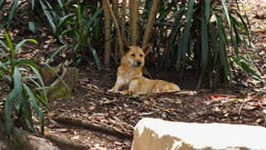 Dingo, resting