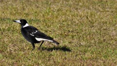 Australian Magpie feeding on intects in a forest's clearing