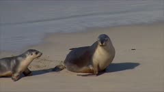 Australian Fur Seal, pup finds mother and suckles