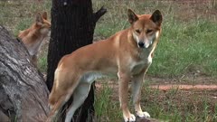 Dingo in its favorite spot, female behind, medium
