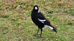 Australian Magpie just landed in front of the camera and stated to graze