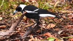 Australian Magpie feeding on the ground