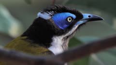 Blue-faced Honeyeater perched, close up face