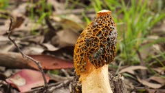Fungus Phallus, orange-brown cap ,reticulated, cream stem, ants and fly, close