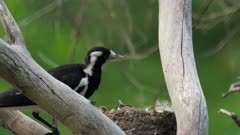 Magpie-lark on nest, North shot, chick near to flee, chick moving on nest, male arrives and feeds, asks for more, close