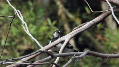 Magpie-lark chick left nest, perched on a limb, close, 1/2