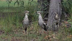 Bush Stone-curlew, couple and chick on the alert listening to the screeches of an intruder
