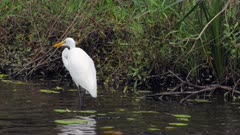 Eastern Great Egret catches a small fish in a pond, 01