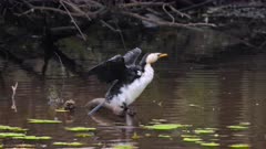 Little Pied Cormorant perched on stump in a pond drying plumage