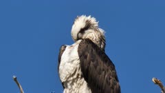 Eastern Osprey on nest, preens, close up