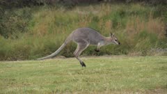 Red-necked Wallaby hopping in slow motion, close 1